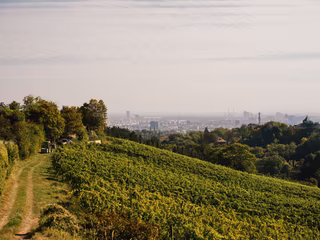 Wiener Weinberge